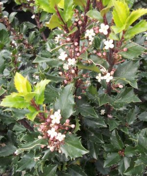 Blue Prince™ Meserve Holly (Ilex x meserveae 'Blue Prince') - 3 gallon 15"