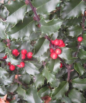 Blue Princess™ Holly (Ilex x meserveae 'Blue Princess') - 3 gallon 15"