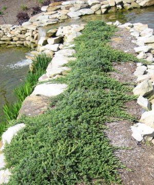 Blue Rug Juniper (Juniperus horizontalis 'Wiltoni') - 2 gallon 10"