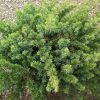 Blue Shore Juniper (Juniperus conferta 'Blue Pacific') - 3 gallon 15"