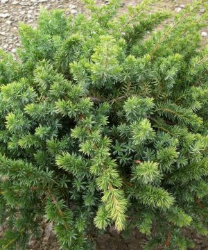 Blue Shore Juniper (Juniperus conferta 'Blue Pacific') - 3 gallon 15"