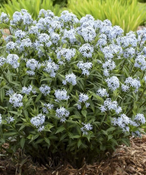 Blue Star Amsonia (Amsonia starstruck) - 1 gallon