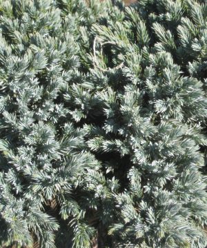Blue Star Juniper (Juniperus squamata 'Blue Star') - 3 gallon 12"