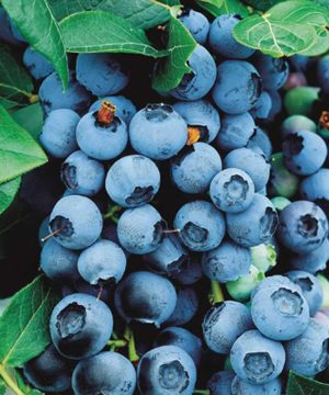 Bluecrop Highbush Blueberry (Vaccinium bluecrop 'Bluecrop') - 1 gallon 10"