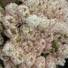 Bobo® Panicle Hydrangea (Hydrangea paniculata 'Bobo') - 3 gallon