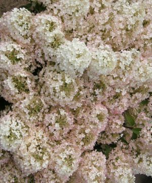 Bobo® Panicle Hydrangea (Hydrangea paniculata 'Bobo') - 3 gallon