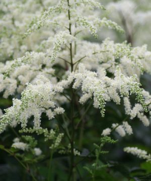 Bridal Veil Astilbe (Astilbe x arendsii 'Bridal Veil') - 1 gallon