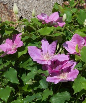 Bridgewater™ Clematis (Clematis bridgewater) - 1 gallon