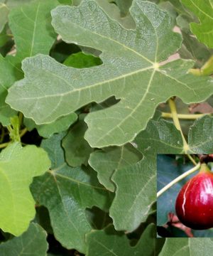 Brown Turkey Fig (Ficus brown 'Brown Turkey') - 3 gallon 12"