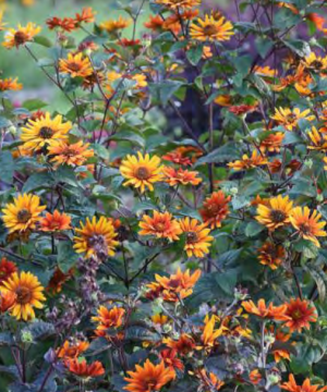‘Burning Hearts’ false sunflower (Heliopsis helianthoides 'Burning Hearts') - 1 gallon