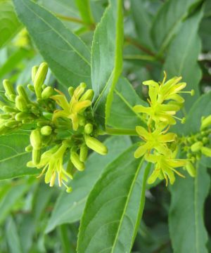 Butterfly Bush Honeysuckle (Diervilla sessilifolia 'Butterfly') - 3 gallon 12"