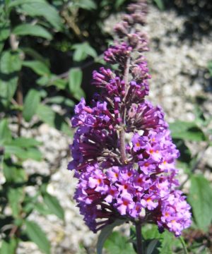 Butterfly Magic™ Butterfly Bush (Buddleia davidii 'Butterfly Magic') - 3 gallon 3/PER POT