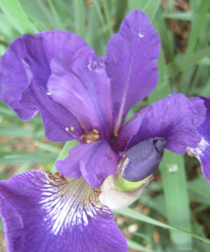 Caesar's Brother Siberian Iris (Iris siberica 'Caesar's Brother') - 1 gallon