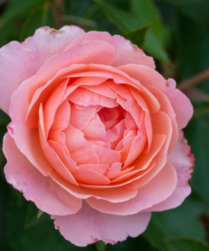 Calypso Rose (Rosa E.E 'Calypso') - 2 gallon