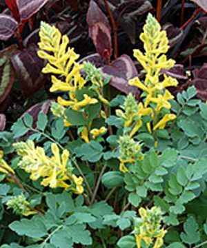 Canary Feathers® Fumewort (Corydalis canary 'Canary Feathers') - 1 gallon