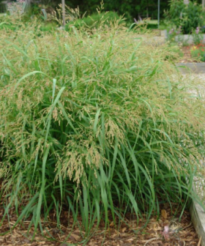 Cape Breeze Switchgrass (Panicum 'Pa Cape Breeze') - 2 gallon