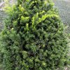 Captain™ Pyramidal Yew (Taxus cuspidata 'Captain') - 3 gallon 18"