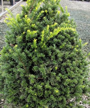 Captain™ Pyramidal Yew (Taxus cuspidata 'Captain') - 3 gallon 18"