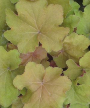 Caramel Coral Bells (Heuchera caramel 'Caramel') - 1 gallon