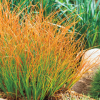 Carex Prairie Fire (Carex 'Carex Prairie Fire') - 1 gallon
