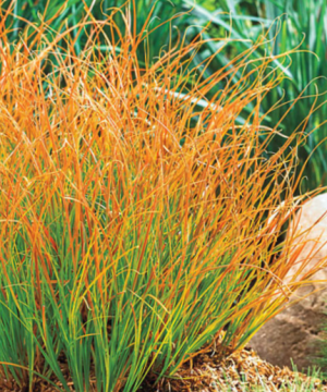 Carex Prairie Fire (Carex 'Carex Prairie Fire') - 1 gallon