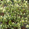 Cascade Azalea (Azalea x 'Cascade') - 1 gallon