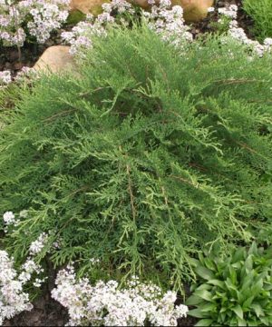 Celtic Pride® Siberian Cypress (Microbiota D 'Celtic Pride') - 3 gallon 15"