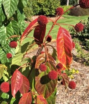 Cephalanthus Red Moon Rising™ Button Bush (Cephalanthus O 'Crimson Comet') - 3 gallon