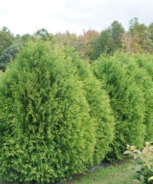 Cheer Drops® Arborvitae (Thuja occidentalis 'Cheer Drops') - 3 gallon