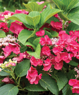 Cherry Explosion™ Hydrangea (Hydrangea macrophylla 'Cherry Explosion') - 3 gallon