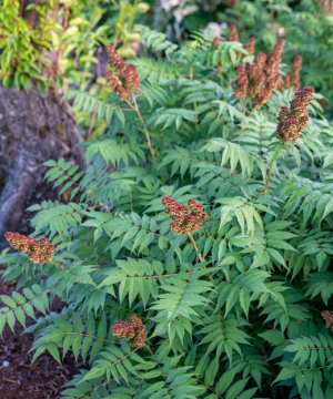 Cherry On Top® Sorbaria (Sorbaria 'Cherry On Top') - 2 gallon