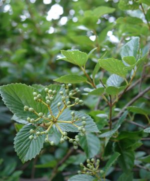 Chicago Lustre™ Viburnum (Viburnum dentatum 'Synnestvedt') - 3 gallon 24"