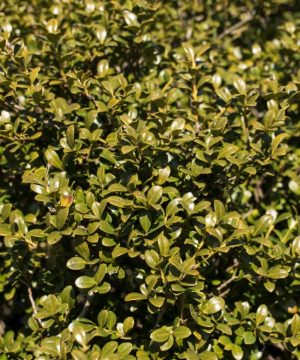 Chilly Willy Japanese Holly (Ilex crenata 'Winterscape Chilly Willy') - 3 gallon 15"