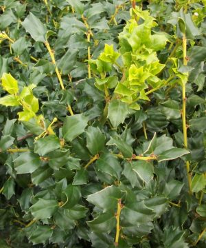 China Boy™ Meserve Holly (Ilex x meserveae 'China Boy') - 3 gallon 15"