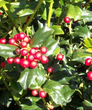 China Dynasty (China Boy/China Girl) Holly (Ilex x mes. 'China Dynasty') - 3 gallon 15"