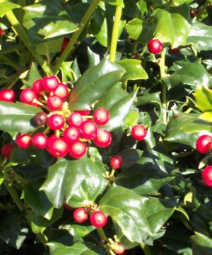China Girl™ Broadleaf Holly (Ilex x meserveae 'China Girl') - 3 gallon 15"