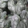 Chinese Wild Ginger (Asarum splendens) - 1 gallon