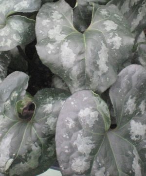 Chinese Wild Ginger (Asarum splendens) - 1 gallon