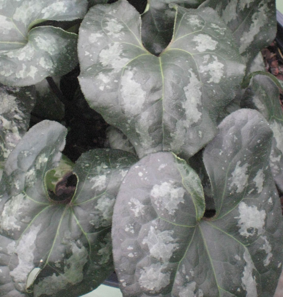 Chinese Wild Ginger (Asarum splendens) - 1 gallon