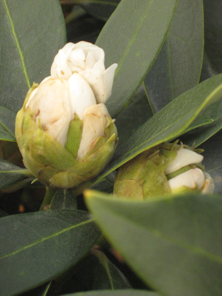 Chionoides Rhododendron (Rhododendron chionoides 'Chionoides') - 3 gallon 15"
