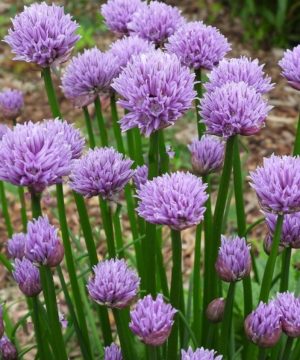 Chivette Chives (Allium chivette) - 1 gallon