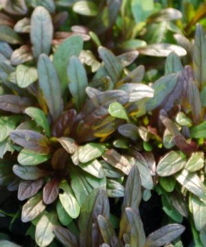 Chocolate Chip Bugleweed (Ajuga reptans 'Chocolate Chip') - 1 gallon