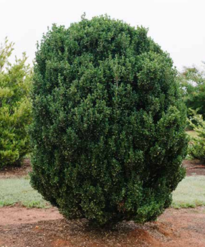 Chubby Hubby™ Japanese Holly (Ilex crenata 'Chubby Hubby') - 3 gallon