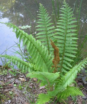 Cinnamon Fern (Osmundastrum 'Cinnamon') - 1 gallon