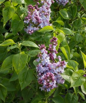 Common Lilac (Syringa vulgaris) - 3 gallon 15"