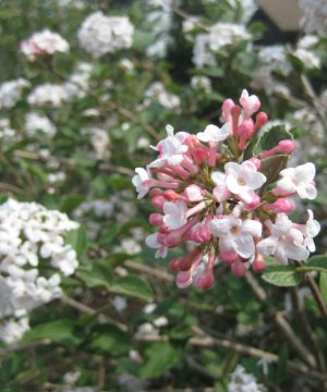 Compact Korean Spice Viburnum (Viburnum x 'Cayuga') - 3 gallon 18"