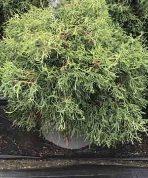 Contorta Hinoki Falsecypress (Chamaecyparis obtusa 'Contorta') - 3 gallon 15"