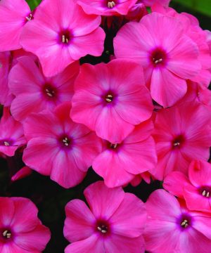 Coral Crème Drop™ Phlox (Phlox paniculata 'Ditomdre') - 1 gallon