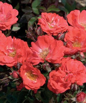 Coral Drift® Rose (Rosa 'Drift Meidrifora') - 1 gallon