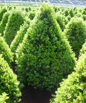Cranberry Creek Boxwood (Buxus x 'Cranberry Creek') - 3 gallon 18"